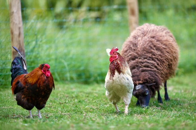 Juffertje in het groen: een bijzondere plant en een gezellige kinderboerderij